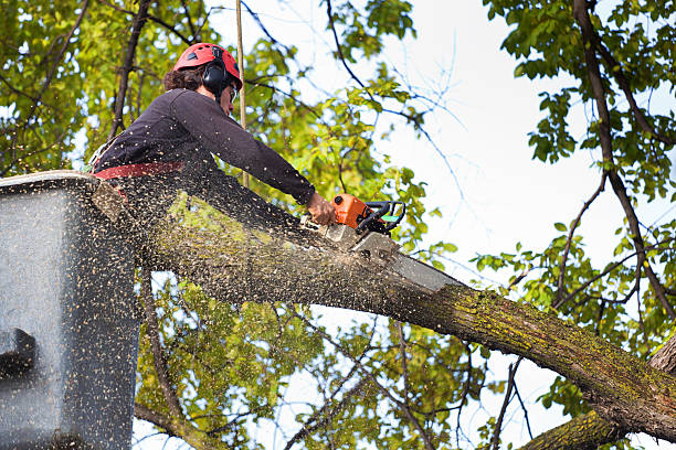 How Our Tree Care Process Works  in  Tell City, IN